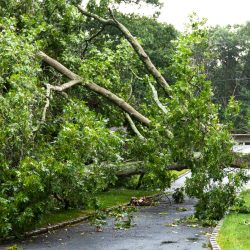 Tree from neighbors property falls during tropical storm Isaias landing on house, covering driveway and knocks down power lines.